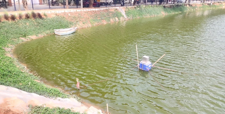 Urban Pond Cyanobacteria Bloom Restored